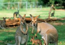 Sydney – Melbourne – 7N6Đ – Du Lịch Úc