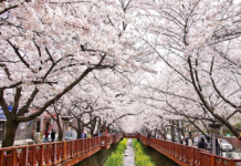 TP. HCM – Seoul – Trượt Tuyết Elysian – Lotte World – Tháp Truyền Hình Namsan – Thư Viện Starfield – Đại Học Nữ Ewha – 5N4Đ – HQ03 – Du Lịch Hàn Quốc