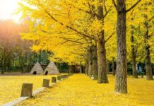 Seoul – Nami – Lotte World – Hanok Bokchon – 5N4Đ – HQ04 – Du Lịch Hàn Quốc