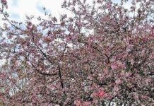 Đông Tây Mỹ – Mùa Hoa Anh Đào – 12N11Đ – Du Lịch Mỹ